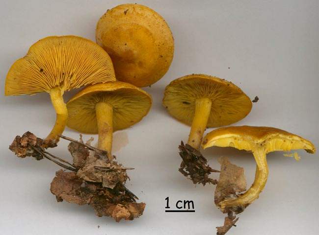 Rugosomyces chrysenteron